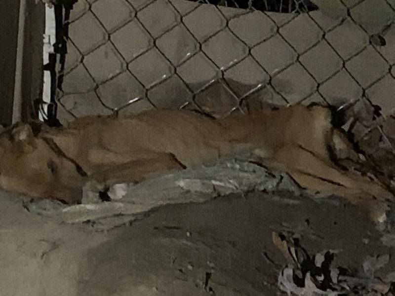 5 dogs dead, 16 dogs rescued from a home in Coffee County